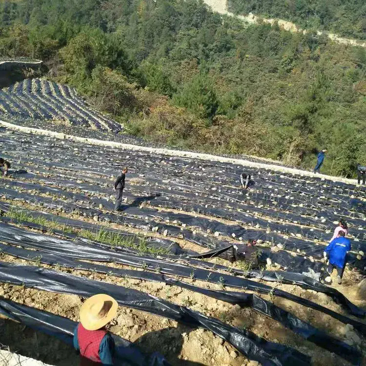 Como o tecido de barreira contra ervas daninhas fitoterápicas ajuda a criar ambientes de cultivo mais limpos e sustentáveis