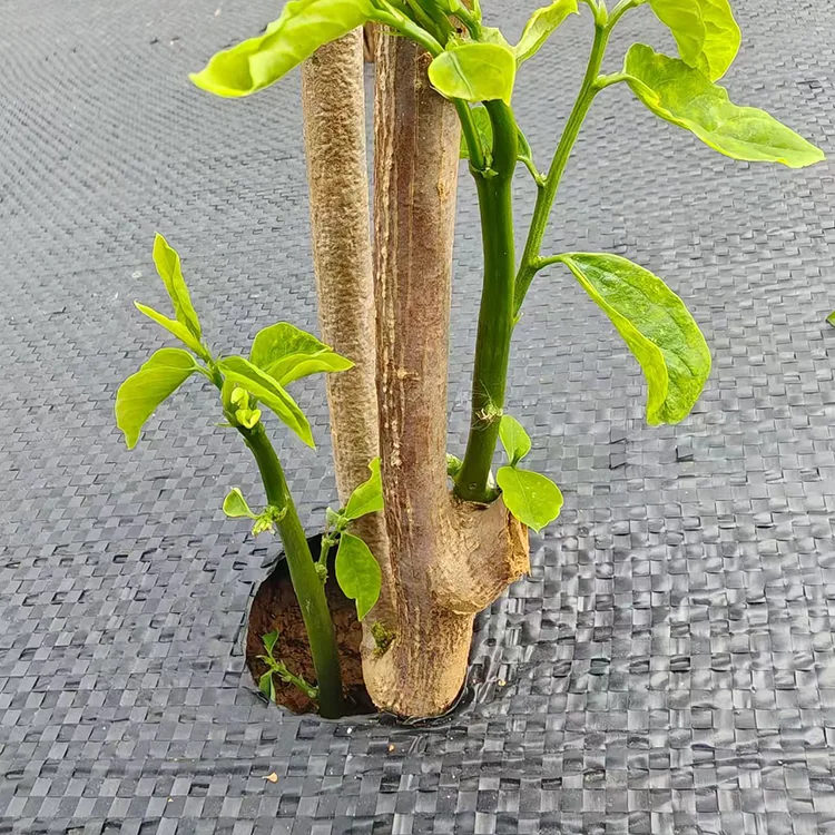 Tecido perfurado para controle de ervas daninhas